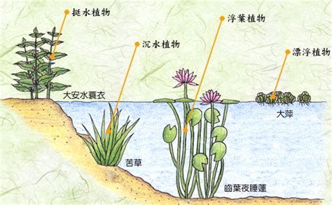 水生植物四大類